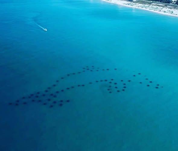 Dolphin Snorkeling Reef