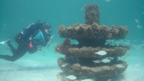 Completed Snorkeling Reef — Diver