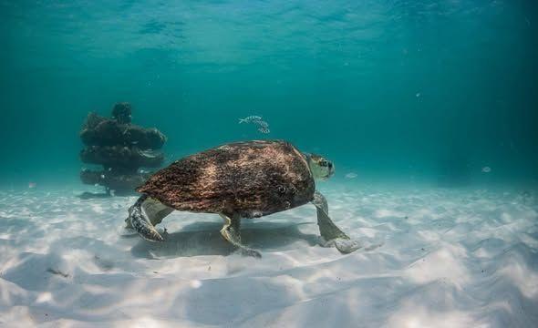 Completed Snorkeling Reef — Sea Turtle