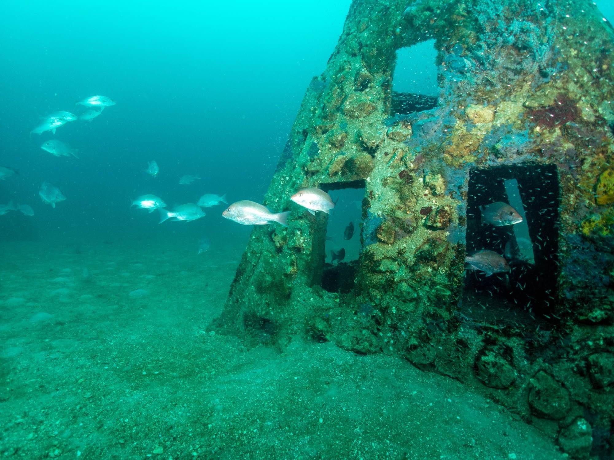 Fish swimming around a mature limestone-covered artificial reef