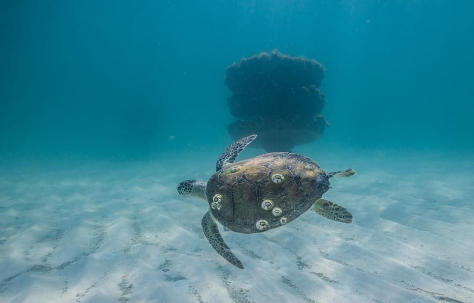Sea turtle swimming in front of an upright artificial reef structure